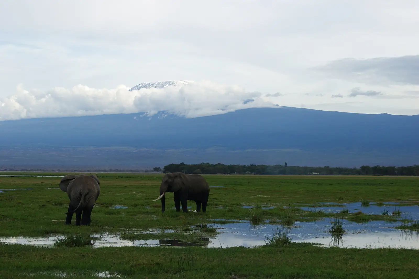Elefanti nelle paludi dell'Amboseli sotto il Kilimangiaro