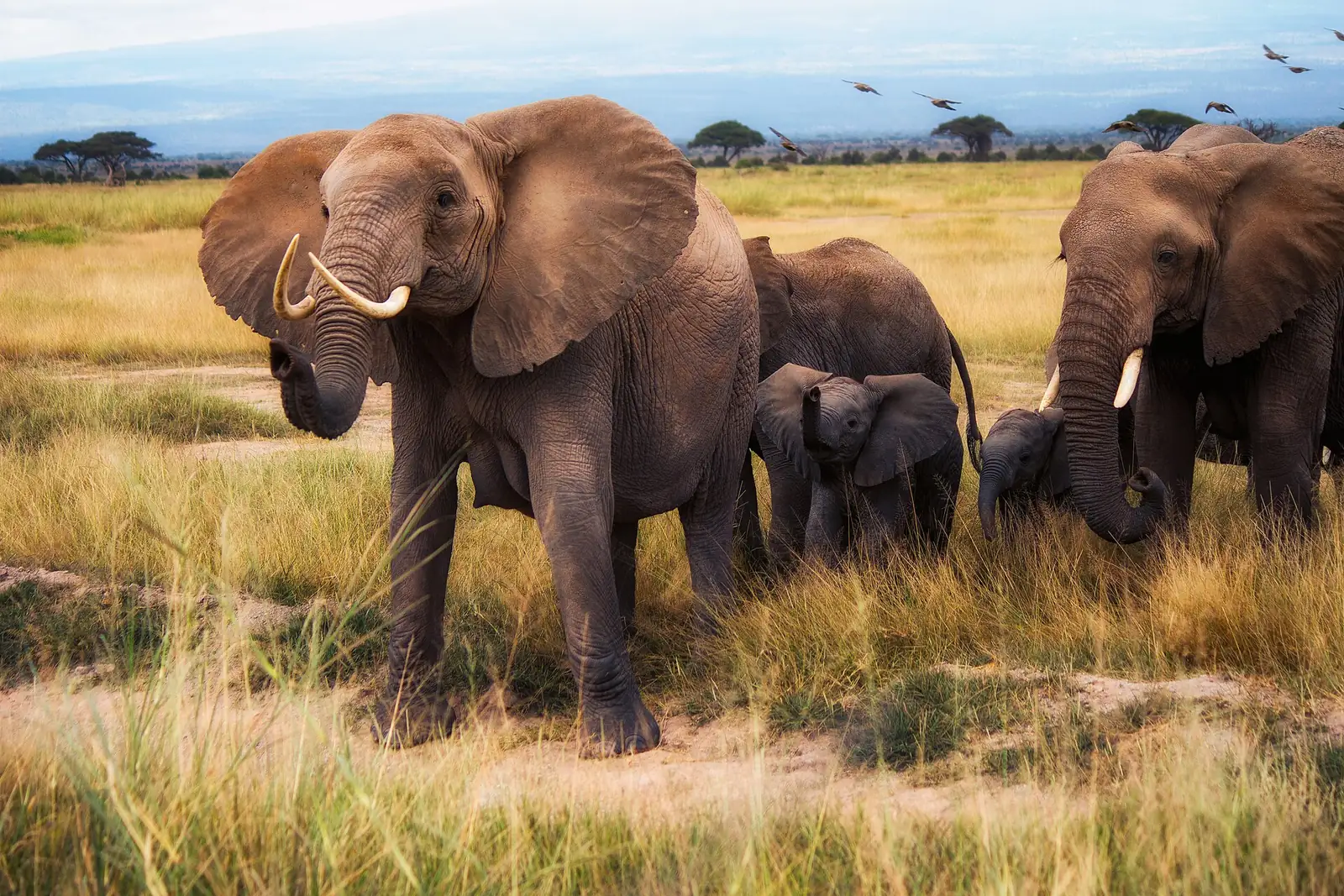 Famiglia di elefanti con il cucciolo nell'Amboseli