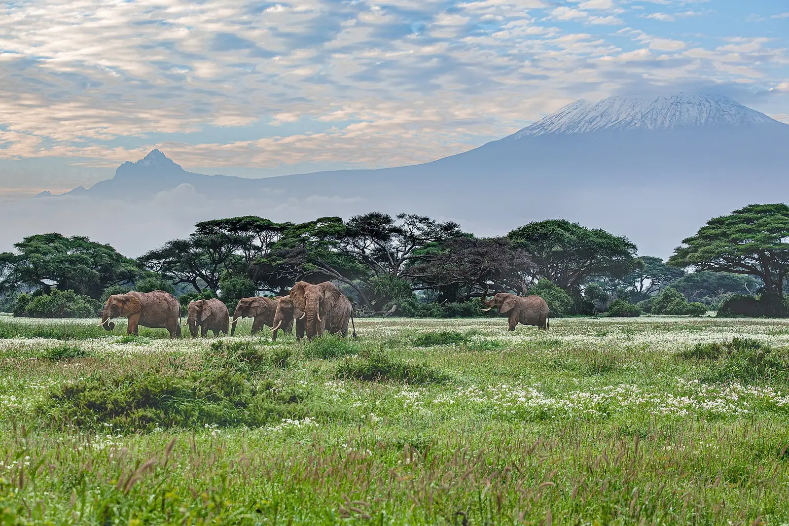 Elefanti nell'Amboseli con il Kilimangiaro innevato sullo sfondo