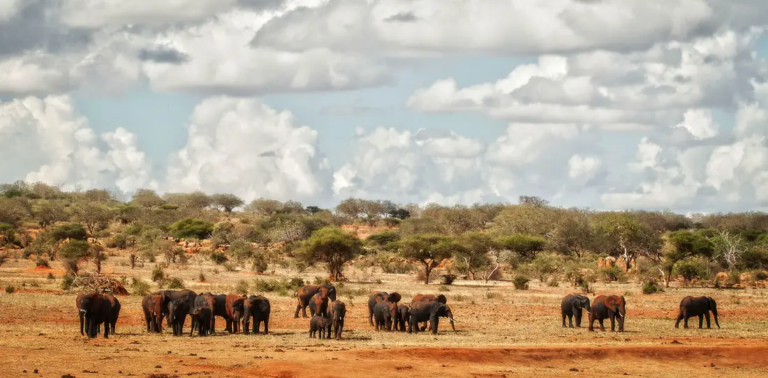 Mandria di elefanti rossi di polvere nello Tsavo Est
