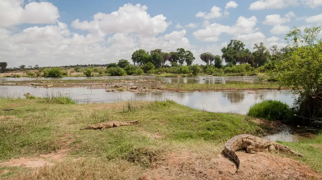 Il fiume Galana nello Tsavo Est con un coccodrillo
