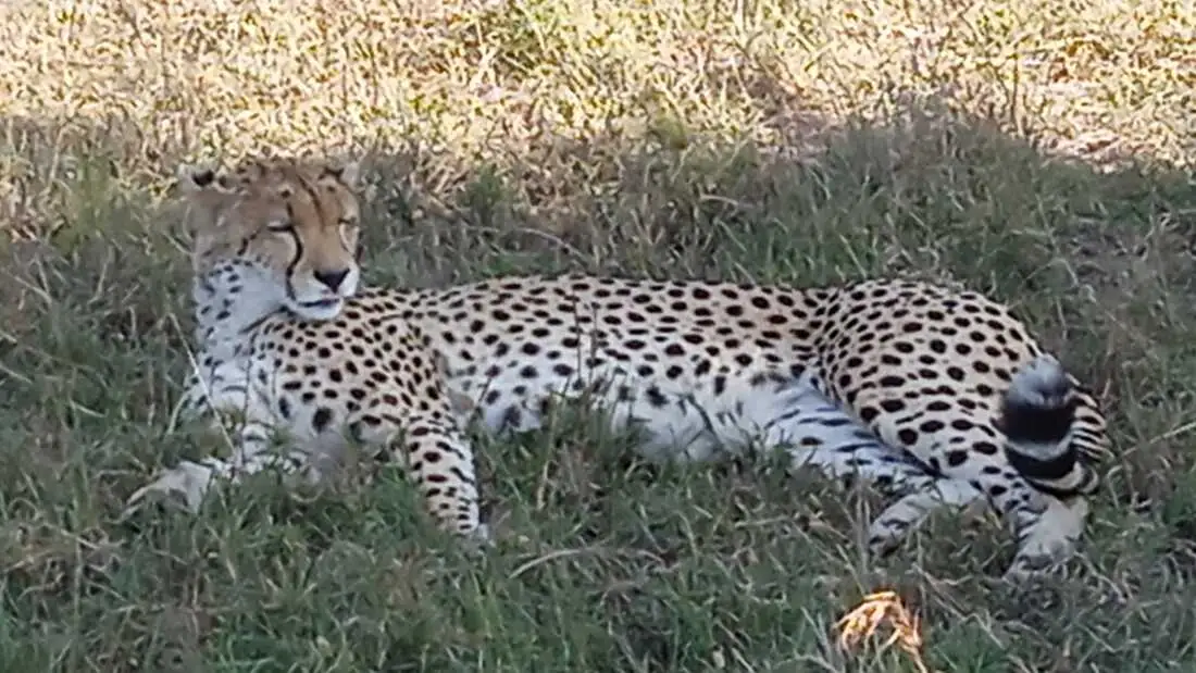 Ghepardo a riposo nella savana