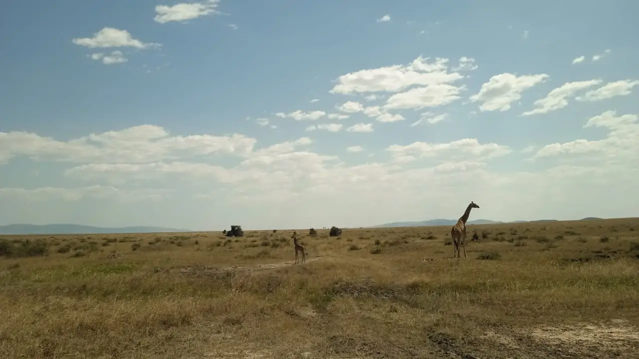 Giraffe nella pianura sconfinata
