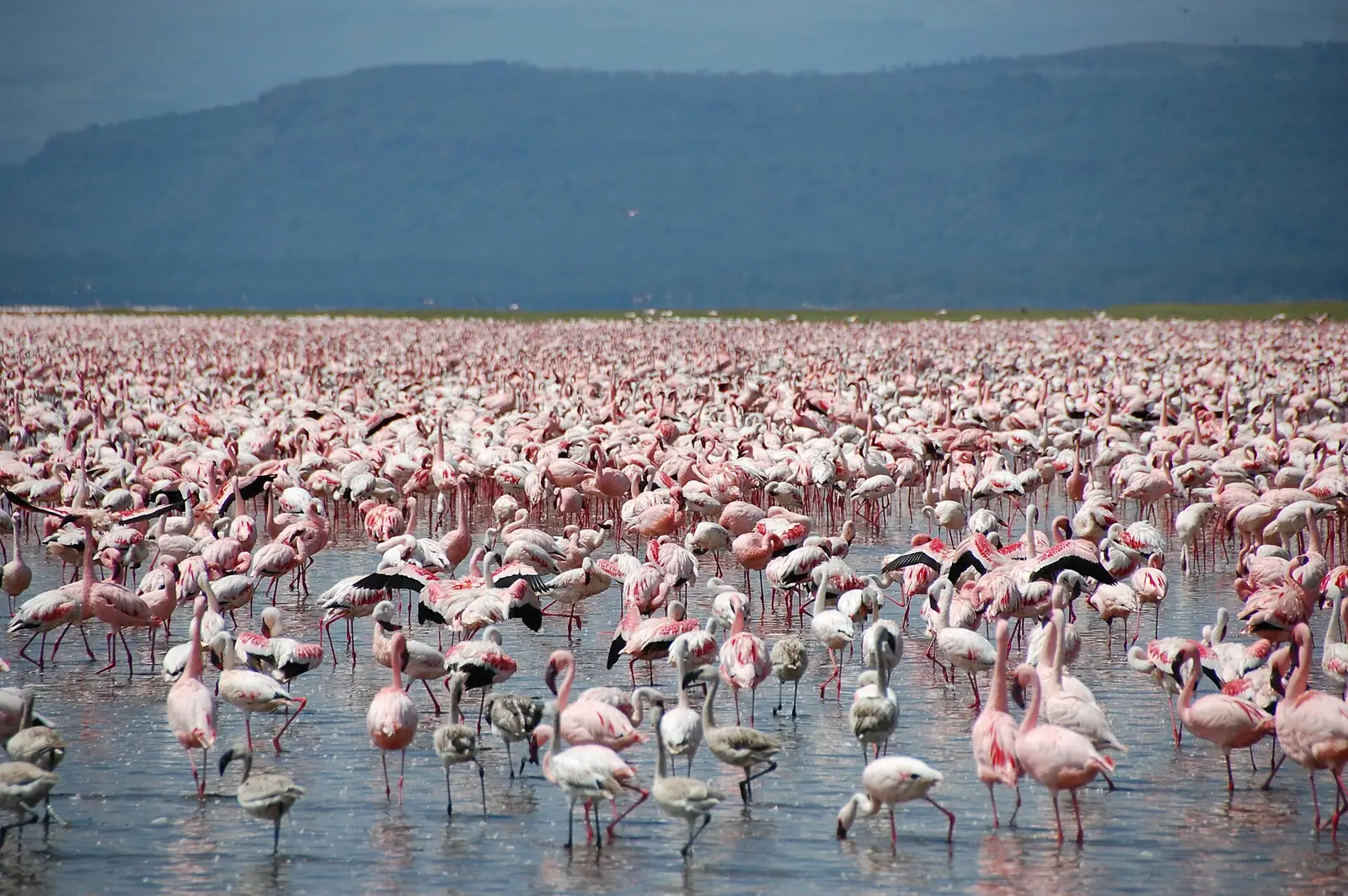 Migliaia di fenicotteri rosa sul lago Nakuru