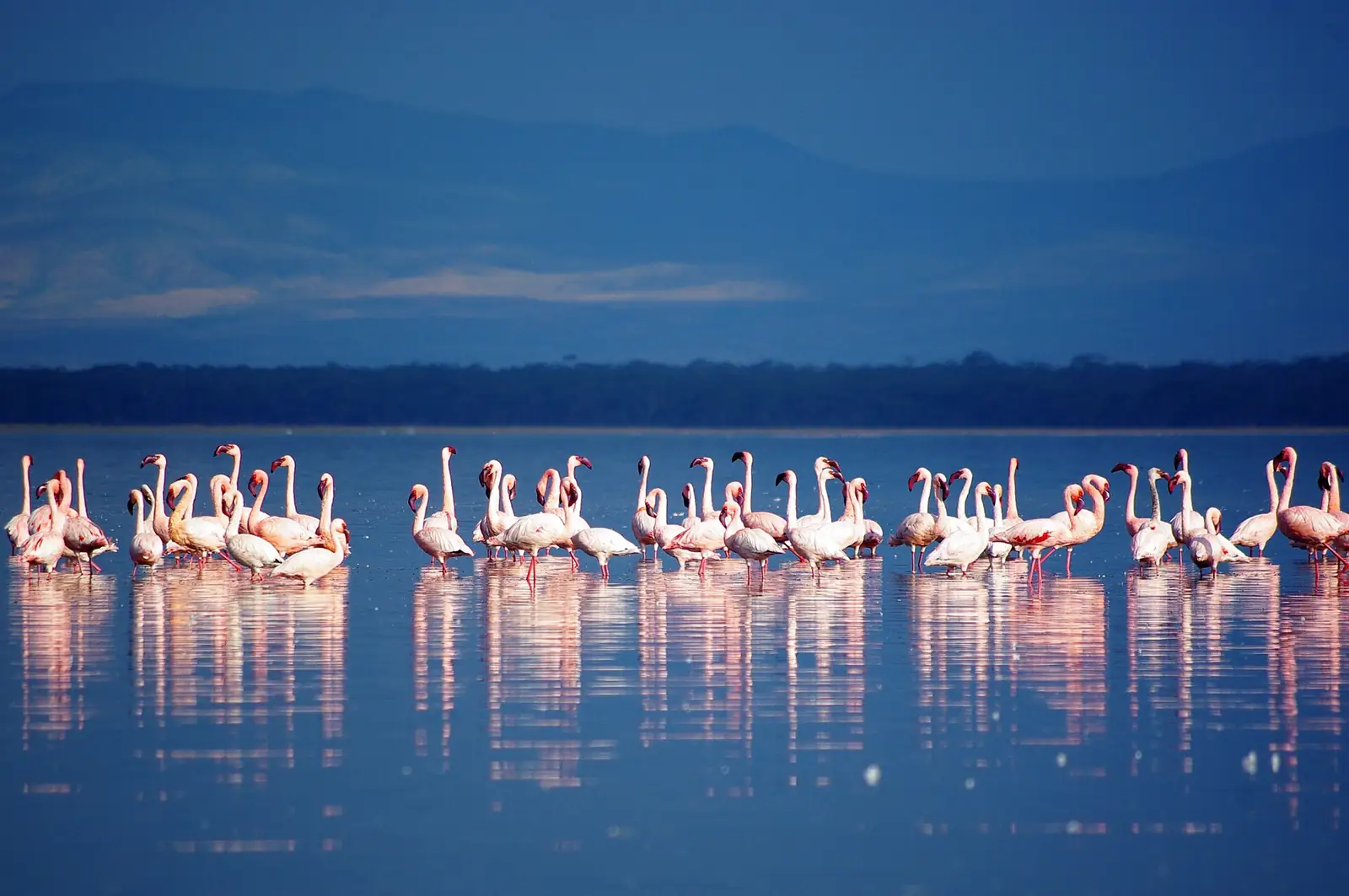 Fenicotteri sul lago Nakuru