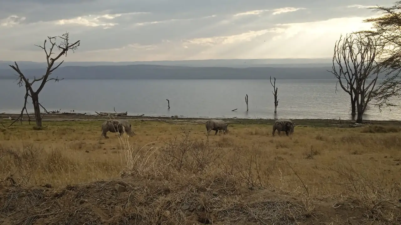 La riva del lago Nakuru con gli alberi secchi