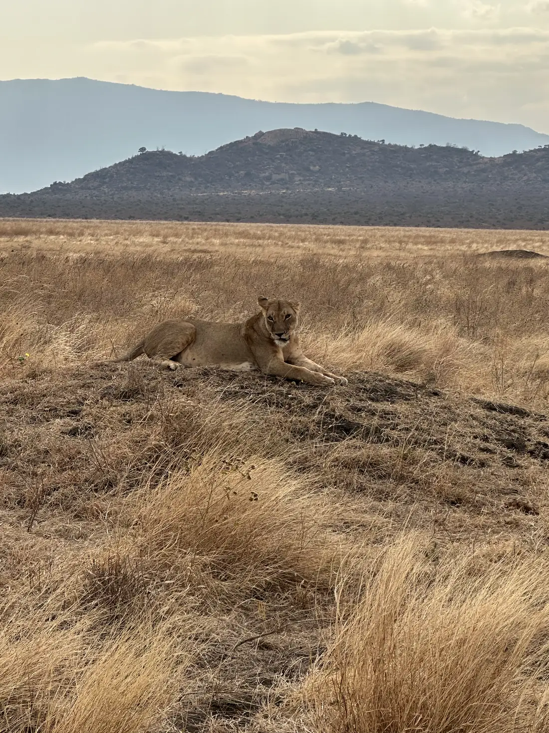 Leonessa sdraiata con le colline dello Tsavo sullo sfondo