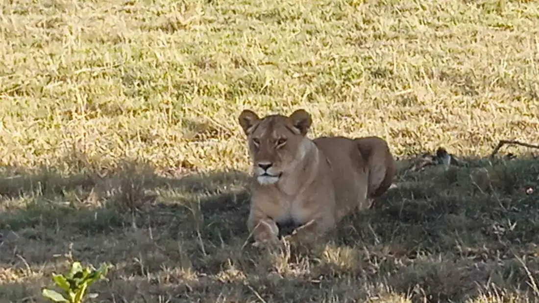 Leonessa nell'erba alta della savana