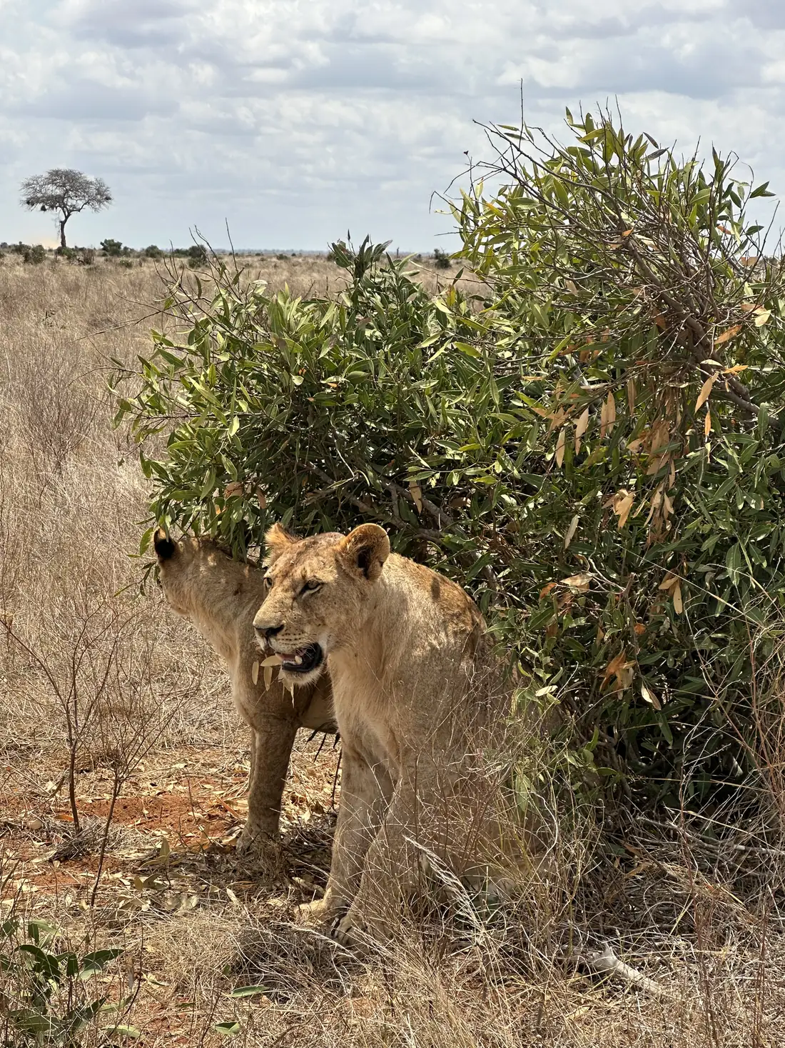 Leonessa vicino a un cespuglio nello Tsavo Est