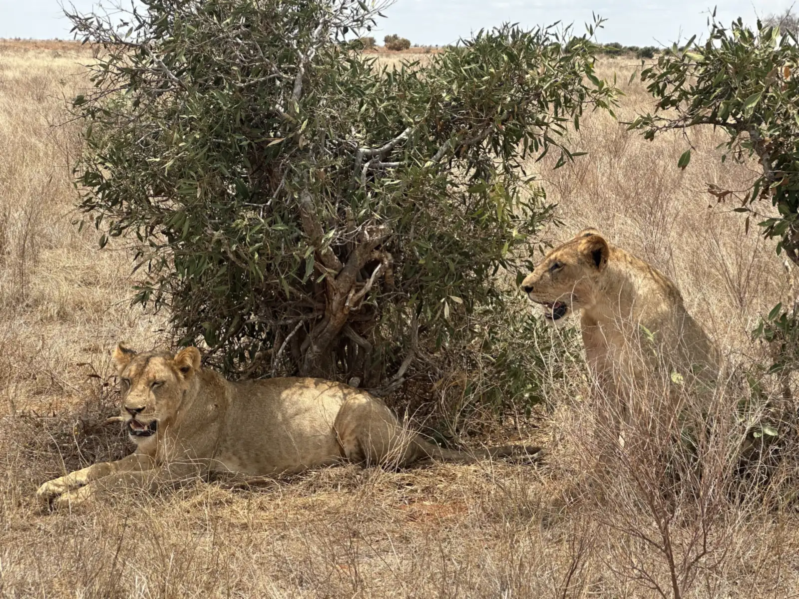 Due leonesse all'ombra di un cespuglio nello Tsavo Est
