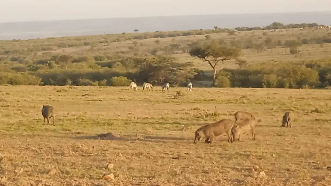 Leoni nella pianura durante il game drive