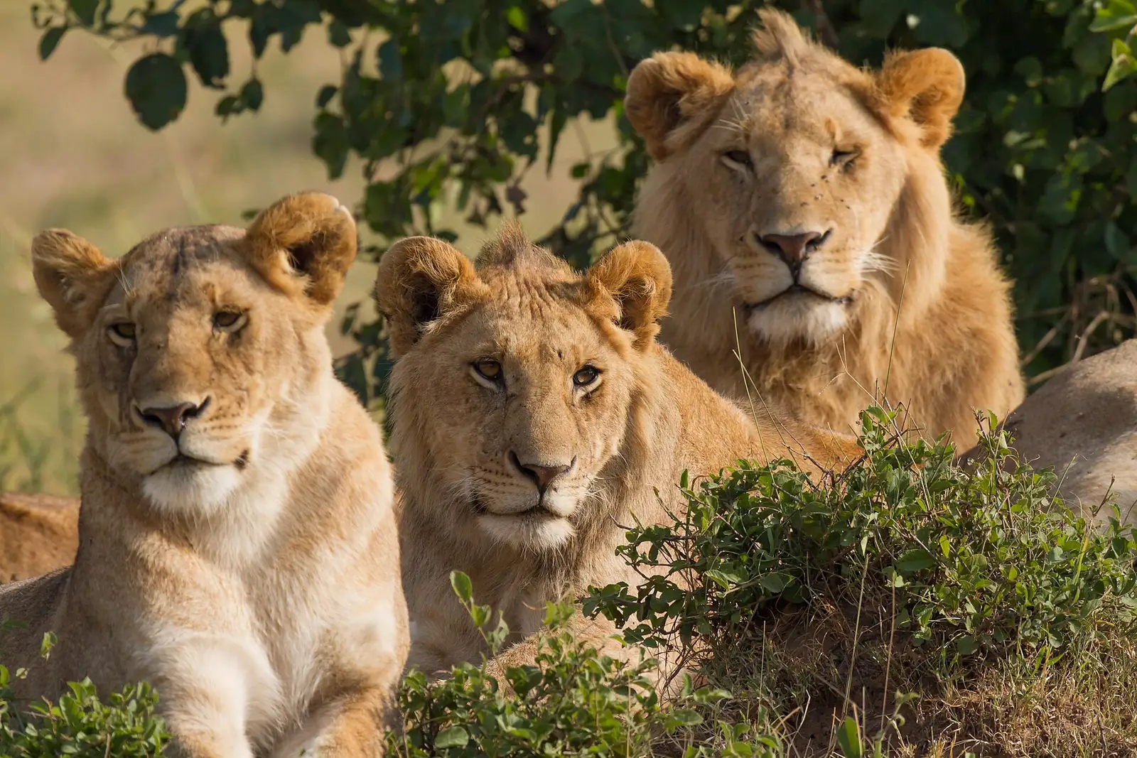 Branco di leoni nel Masai Mara