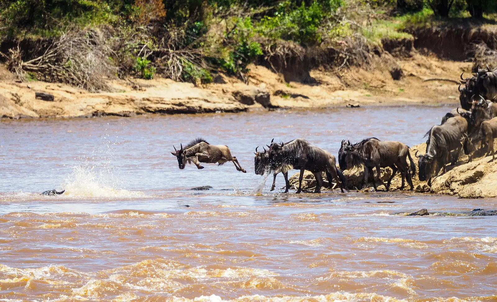 Gnu che saltano nel fiume Mara durante la grande migrazione