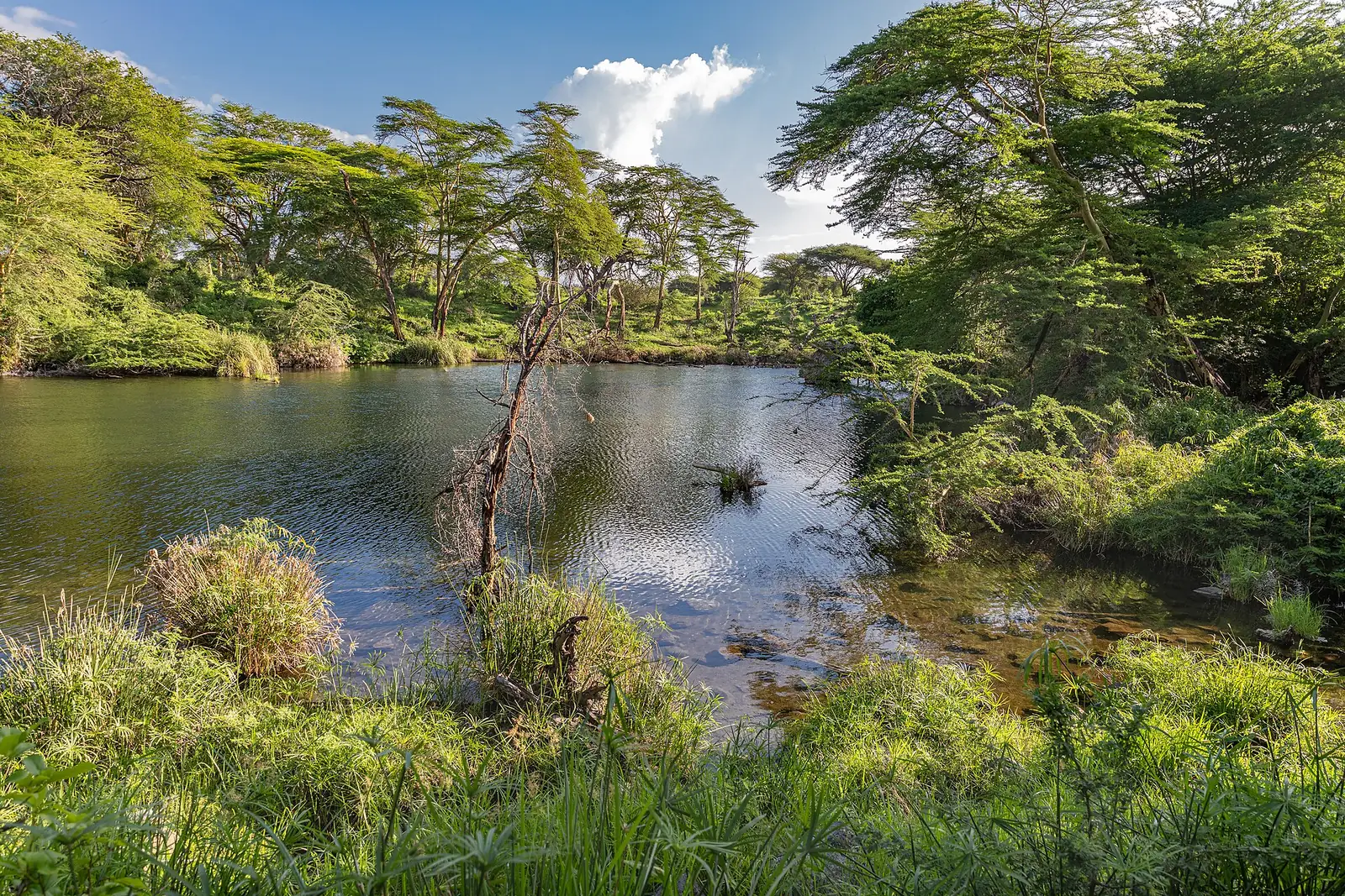 Le sorgenti di Mzima nello Tsavo Ovest