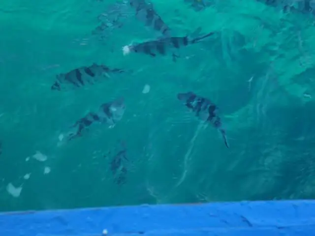 Pesci visti dalla barca nel parco marino