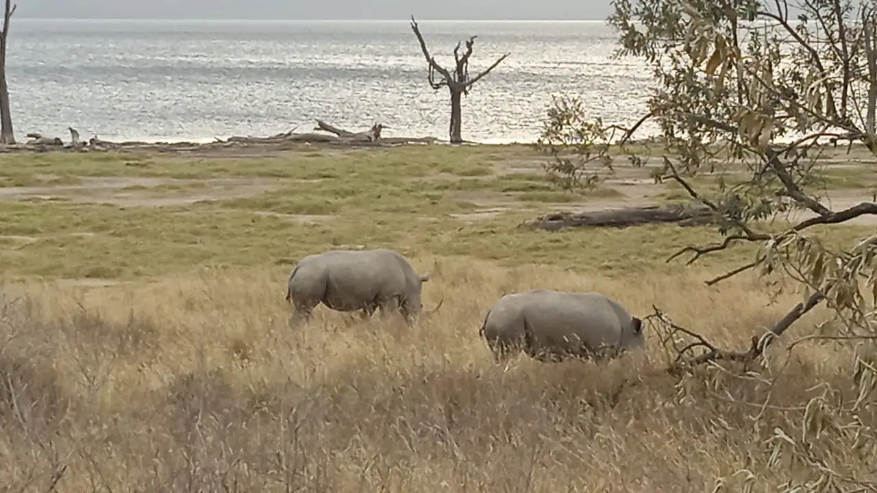 Rinoceronti al pascolo vicino al lago Nakuru