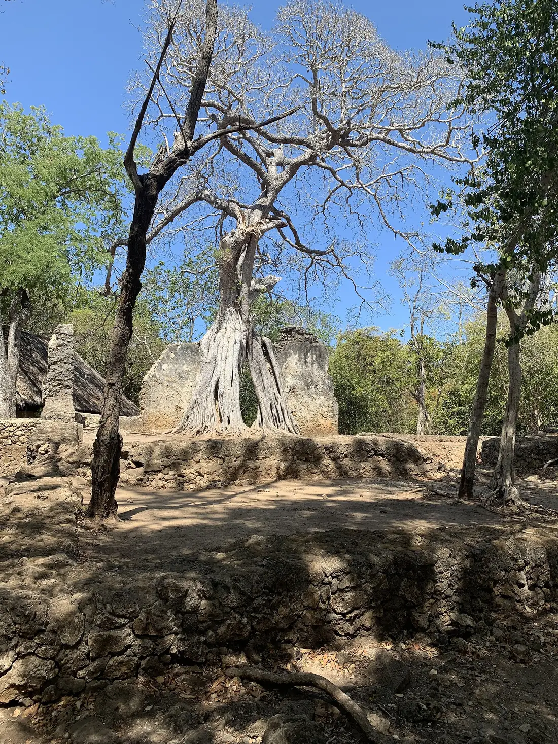 Il grande baobab tra le rovine di Gede