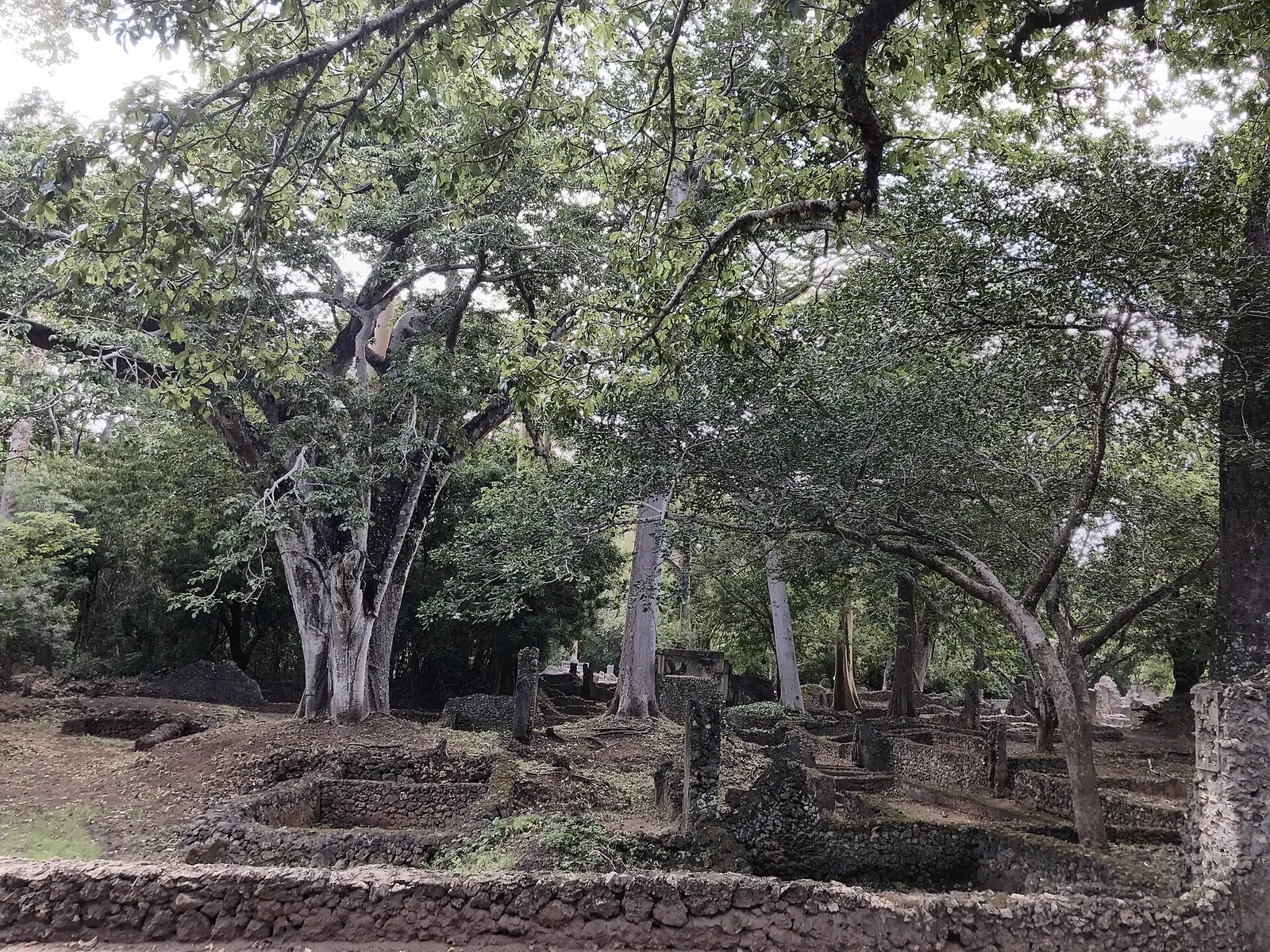 Le rovine di Gede tra gli alberi della foresta